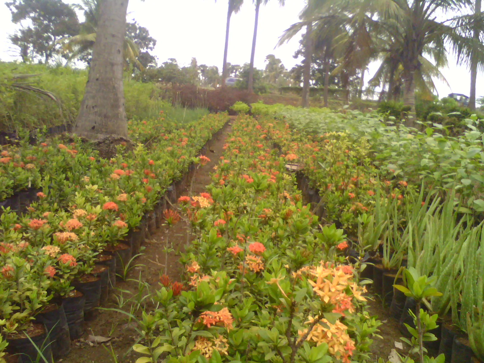 View of a Horticultural Nursery at Kadiyam 01