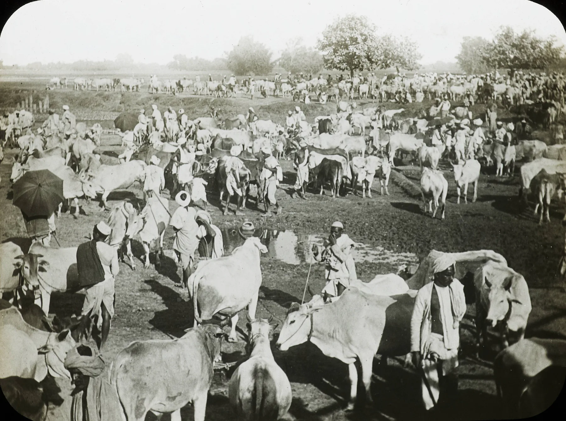 Cattle fair at Sonepur, India, 1913 (IMP-CSCNWW33-OS14-34)