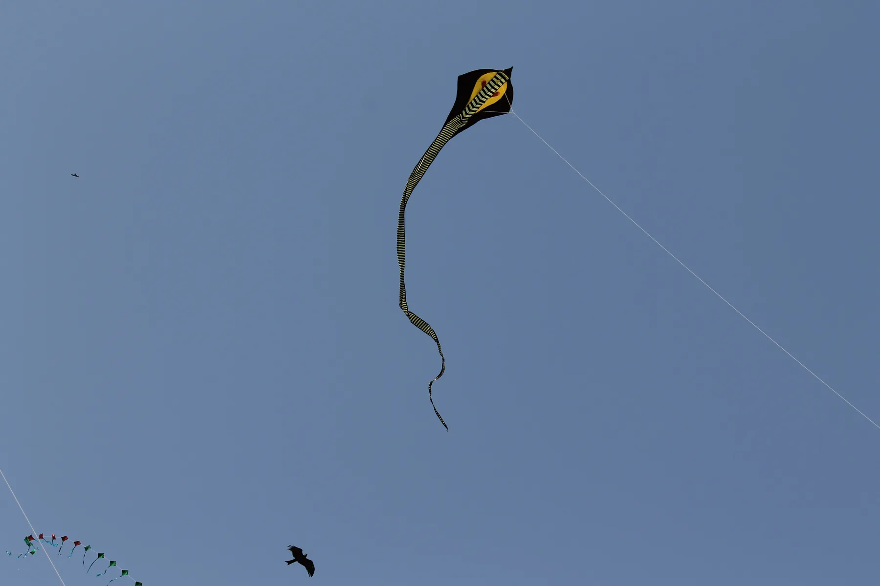 Kite festival-Ahmedabad 03