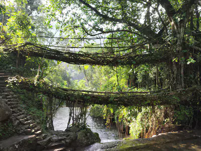 Cherapunji vs Shillong : Which Destination Is Better for Your Holiday?