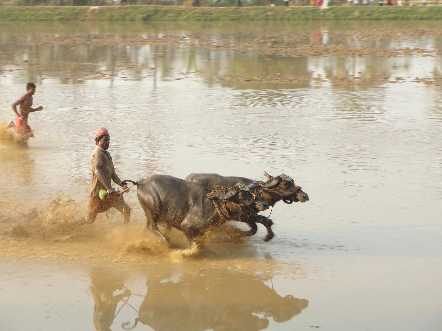 Kambala, he-buffalo race at Vandar village, Udupi Dist., Kar. India