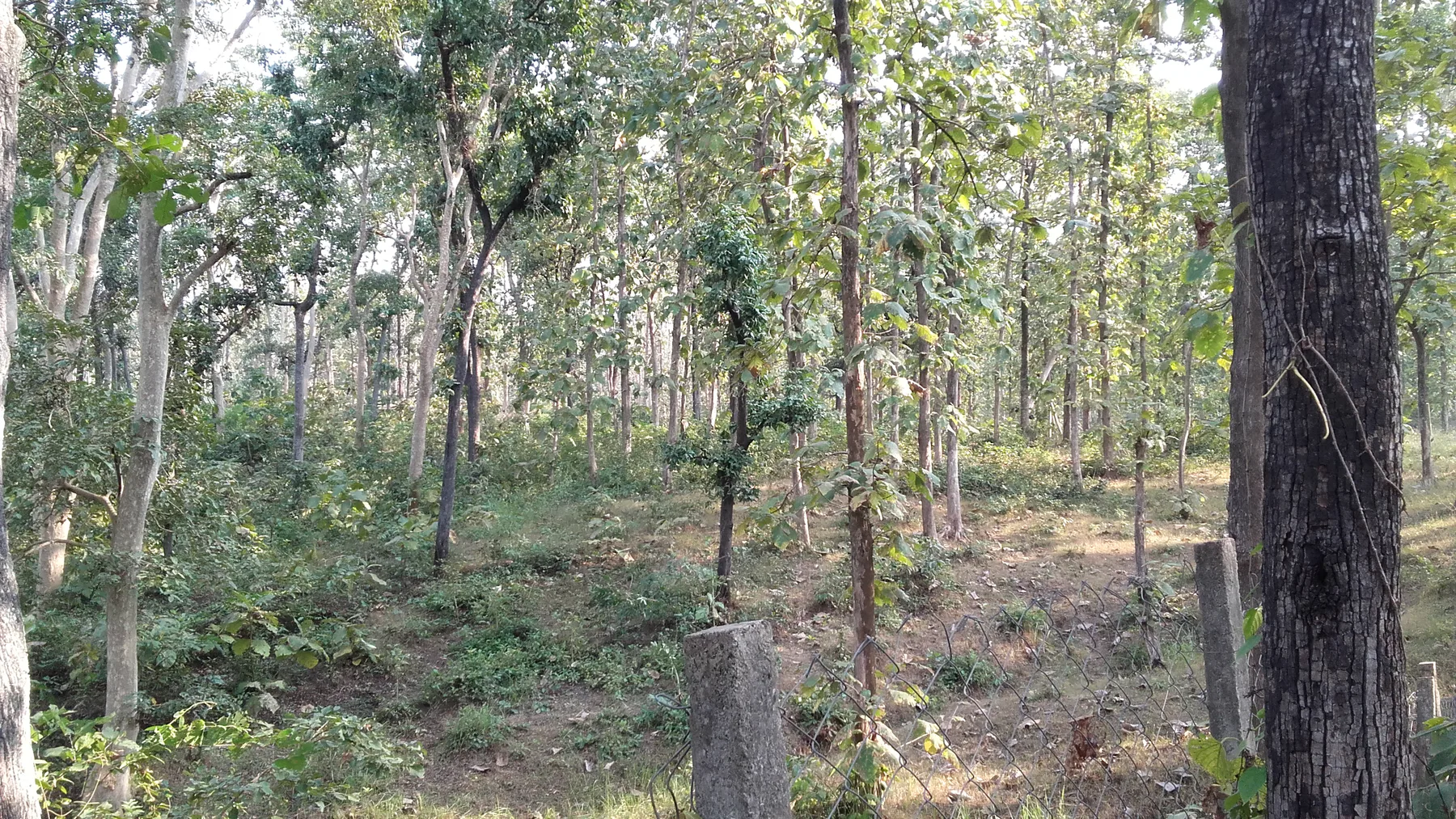 A dense forest