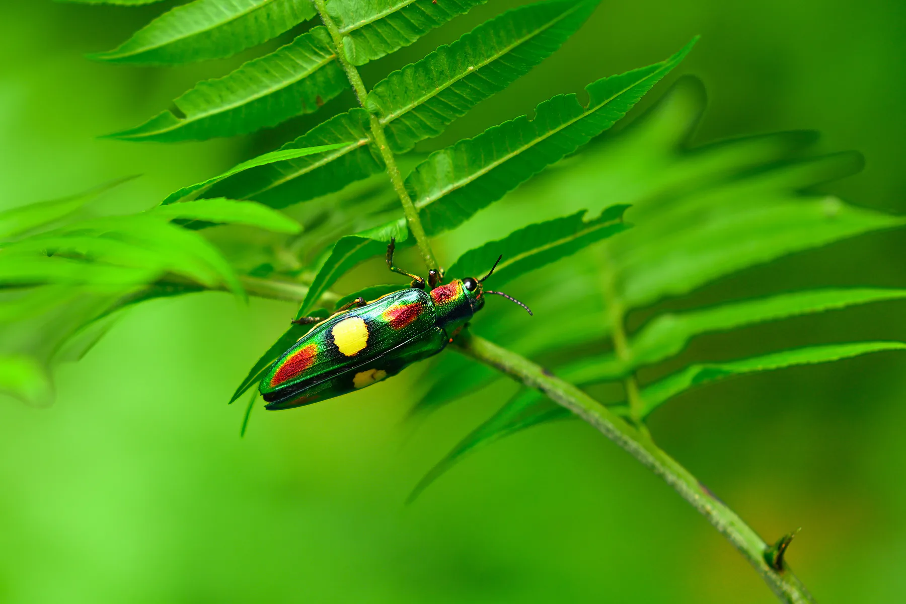 A Chrysochroa toulgoeti is spotted in Dehing Patkai National Park, Assam