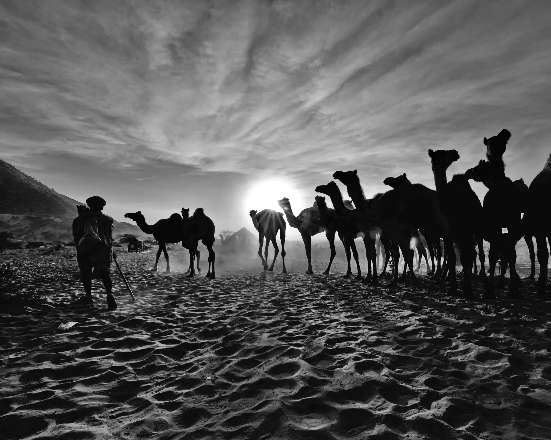 Camels of Pushkar Camel Fair