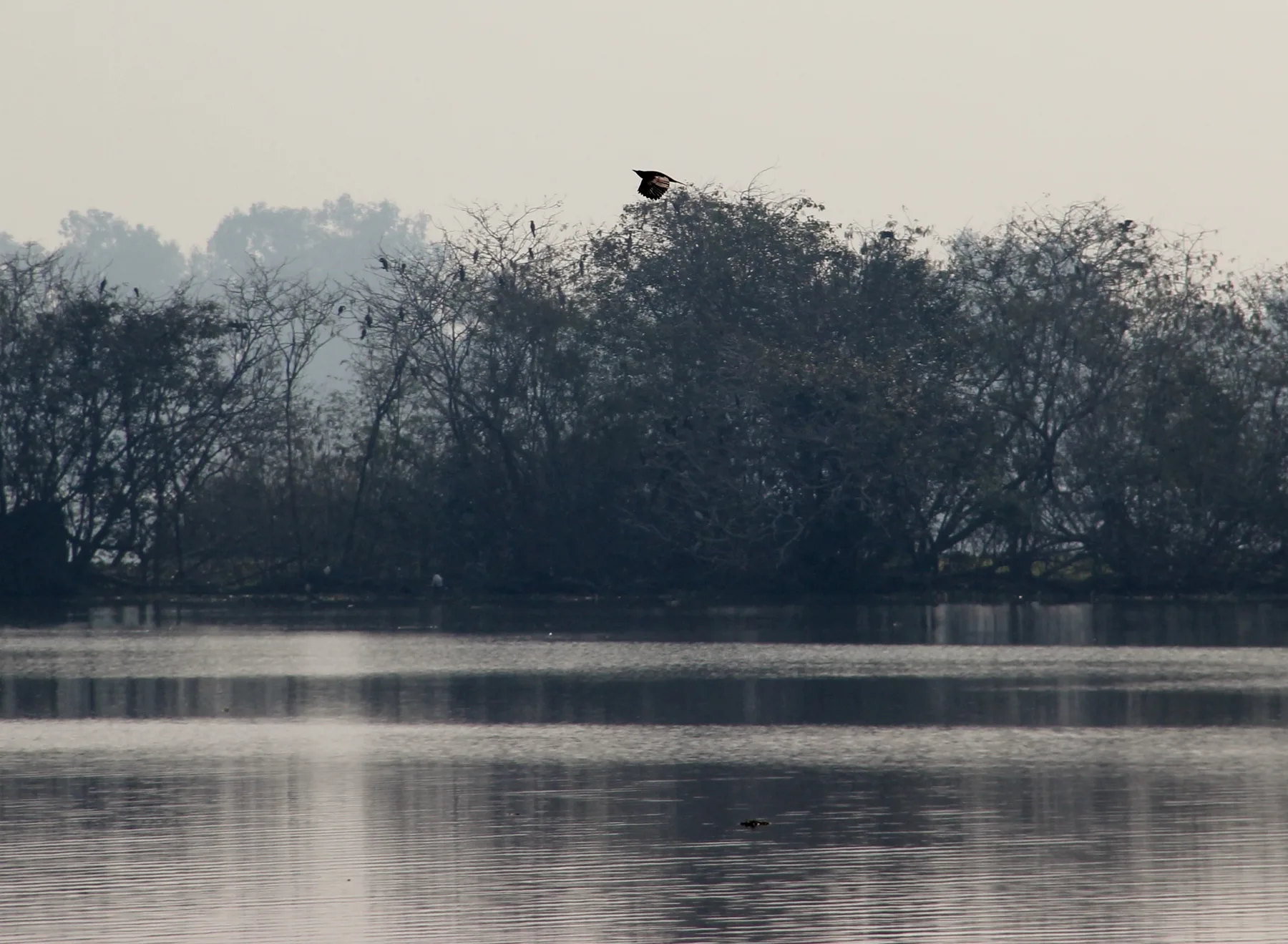 Birds at Harike Wetland