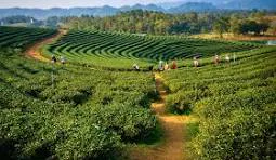 Assam