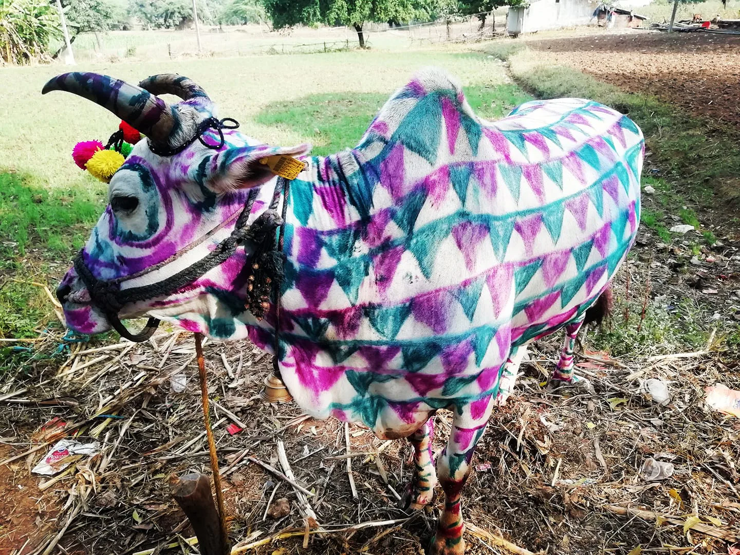 Tribal Culture Of Jhabua, Madhya Pradesh India