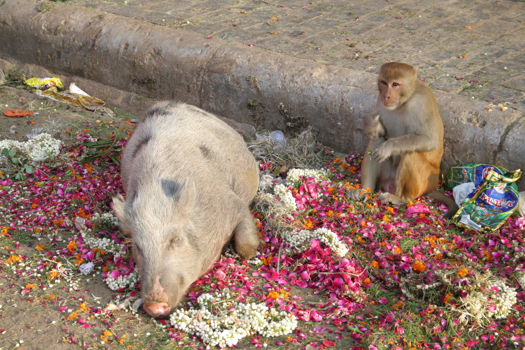 Pig and monkey, Jaipur, Rajasthan, India