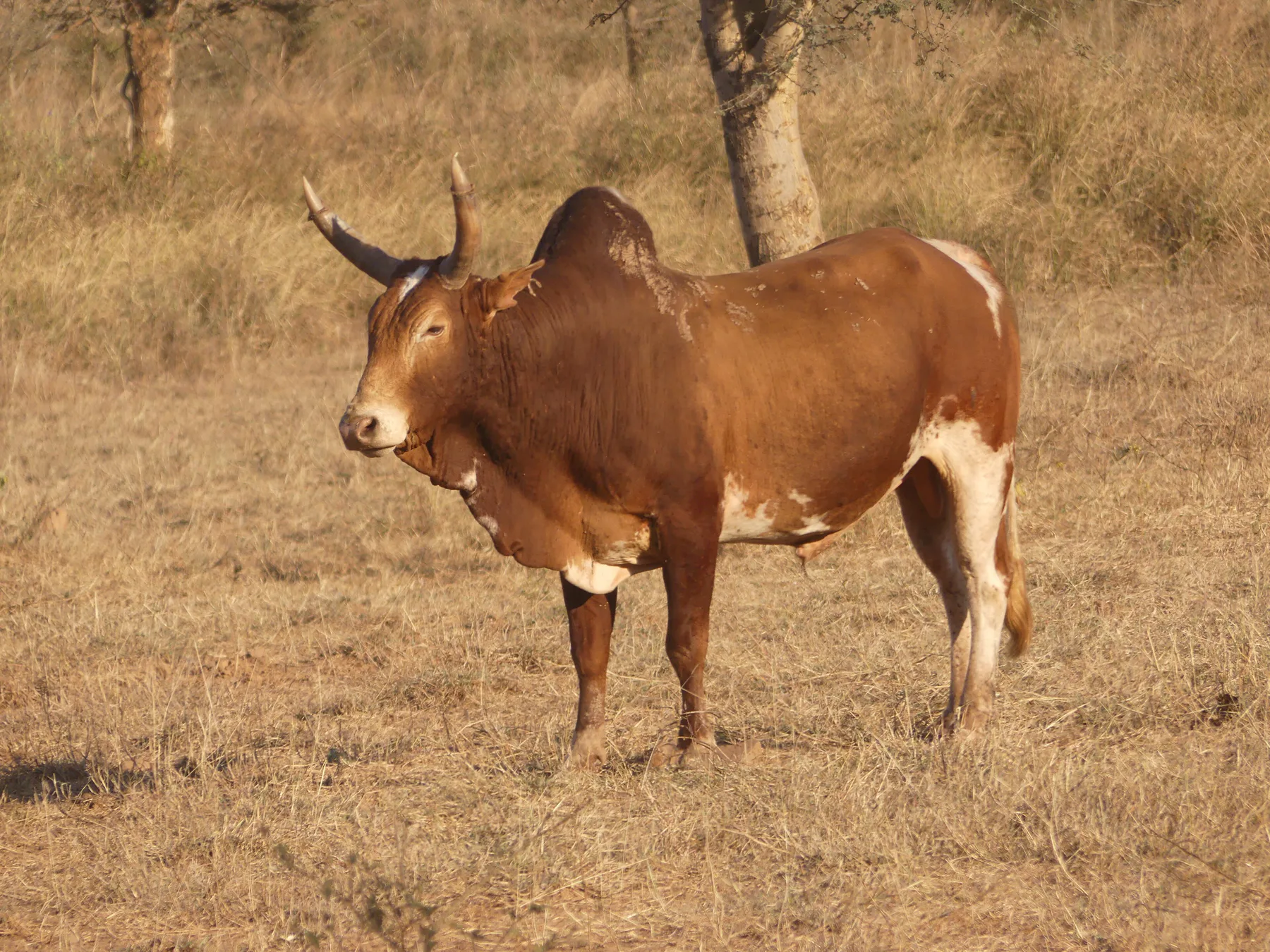 A well-fed bull in Kuno WS AJTJ