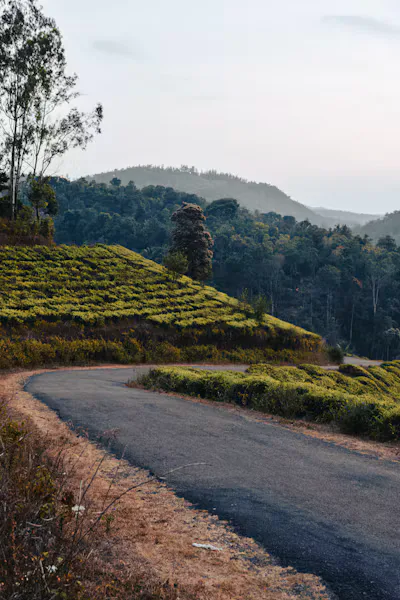 Kerla Travel Guide : How to Plan a 7-day Holiday