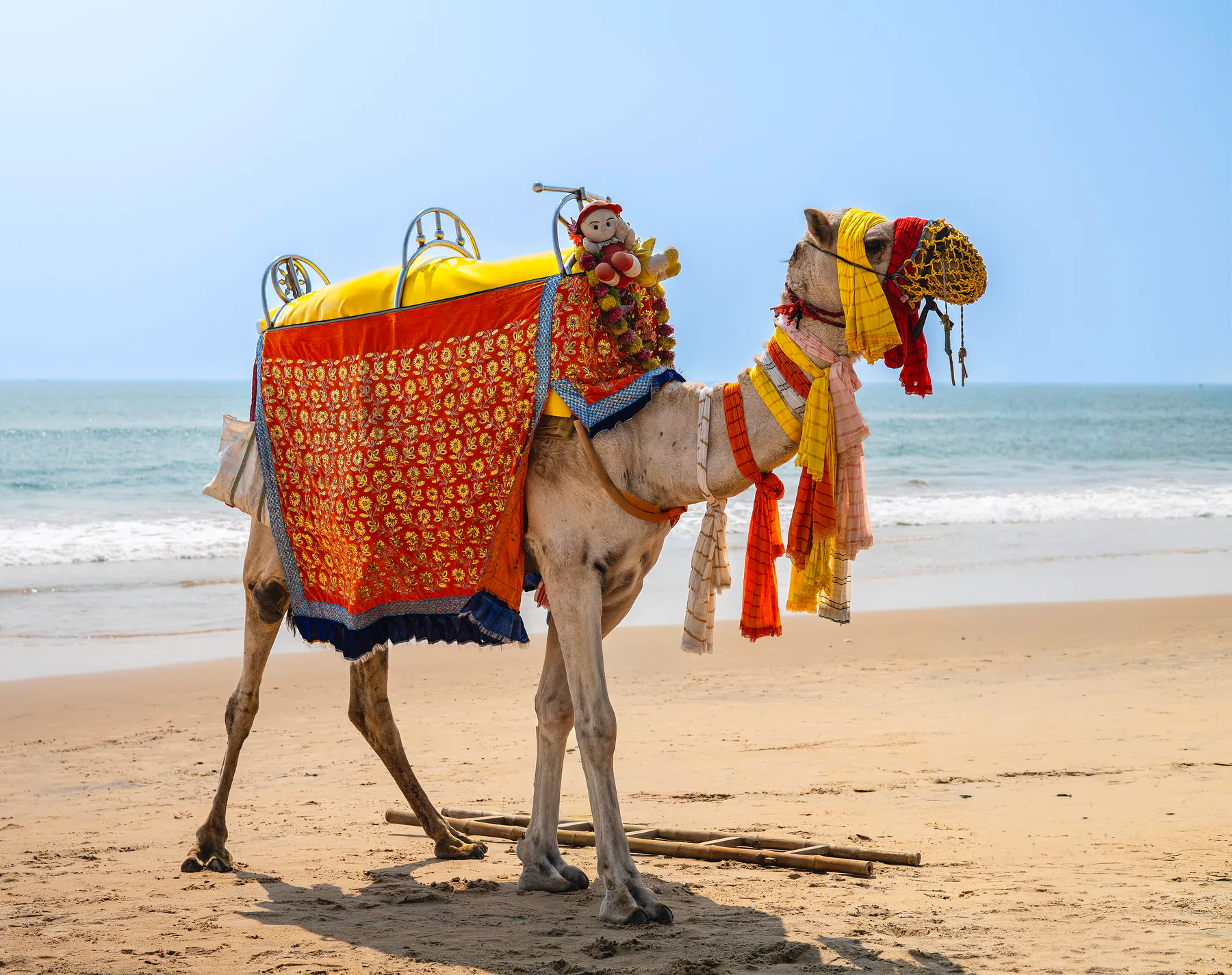 Decorated one-humped Camel, Camelus dromedarius, at Puri Sea Beach, Odisha, India