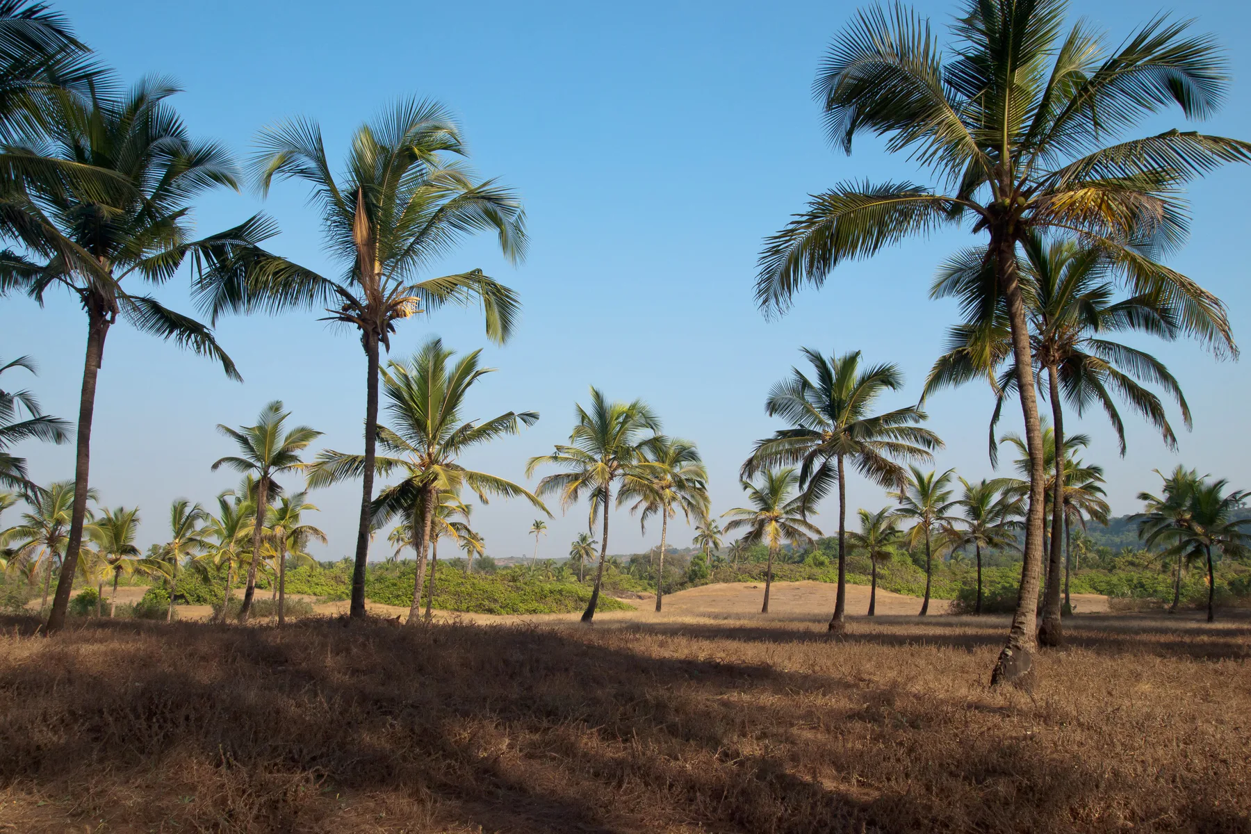 Terekhol, Goa, Palms in typical Goan landscape