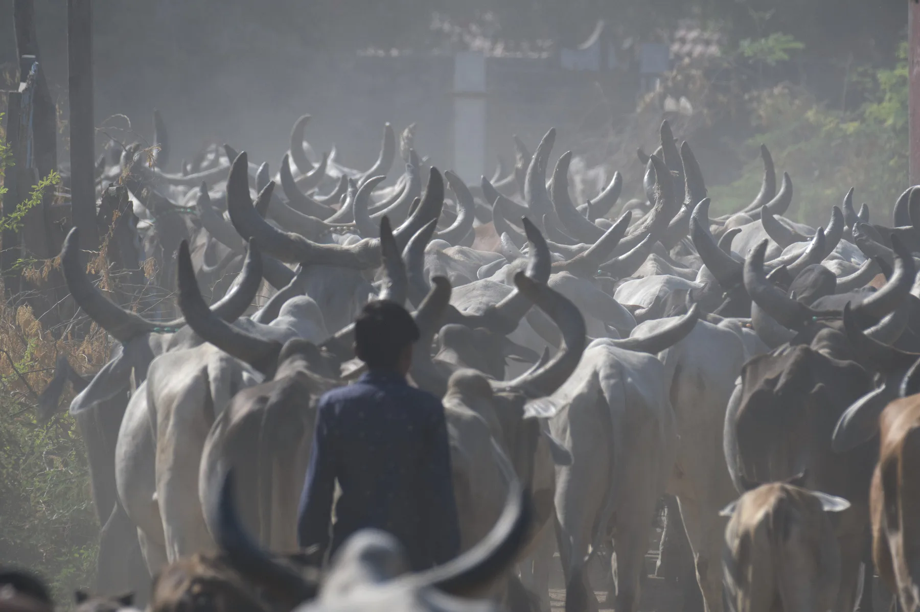 Maldhari with cattle, Kutch, Gujarat