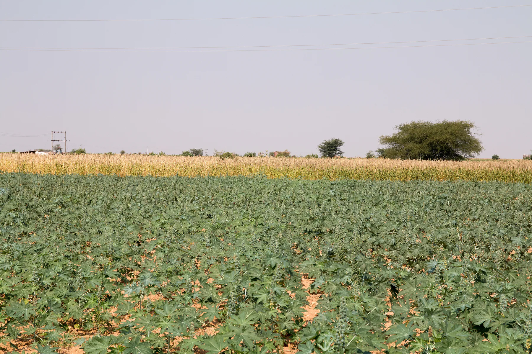 Ramdevra-Ricinus field-20131009