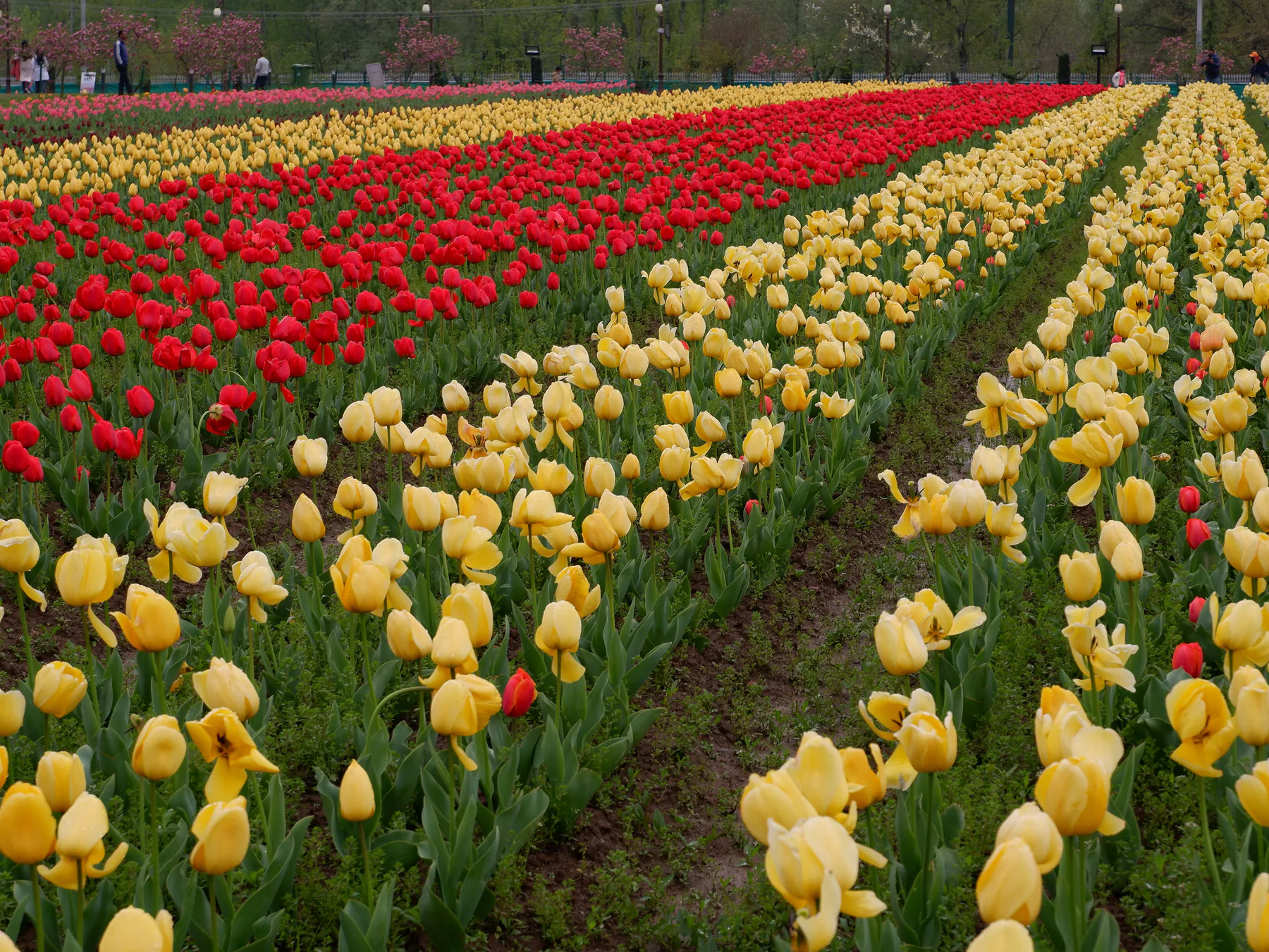 Indira Gandhi Memorial Tulip Garden, Srinagar