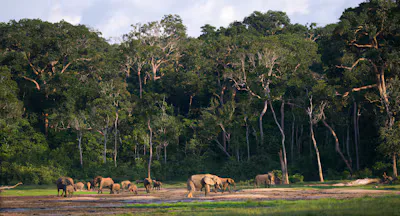 Kanha vs Bandhavgarh : Which National Park Should You Visit?